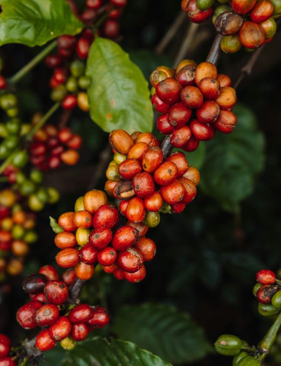café maduro en quindio