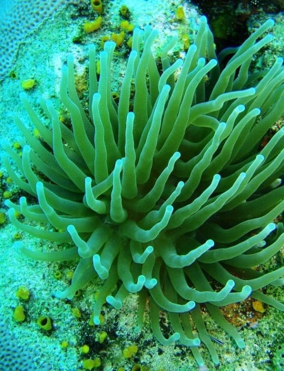 corales san andrés y providencia