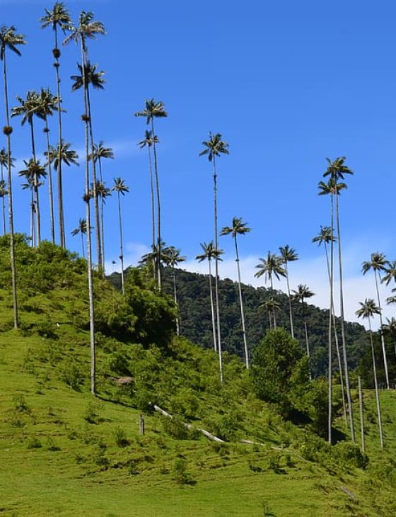 parque natural el cocora